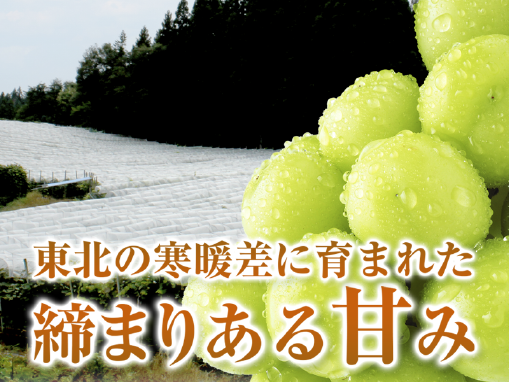 【予約販売】 南の出荷が終わる頃に旬を迎える岩手県紫波町産 シャインマスカット 約1kg（2房） 厳選詰合せ 皮ごと食べられる 東北 秋の味覚 産地直送