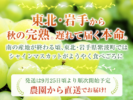 【予約販売】岩手県紫波町産
シャインマスカット約1kg (2房）